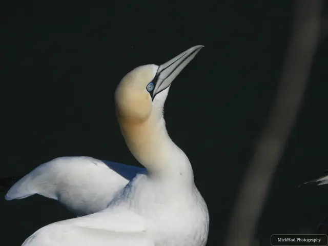 Northern Gannet, seen at Bempton Cliffs.