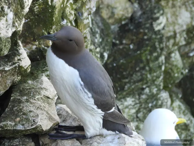 Common Guillemot at Bempton Cliffs.