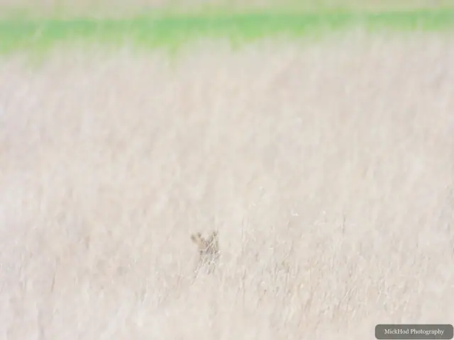 A roe deer watches from the grass while the birds are being observed—a quiet reminder that, while bird-spotting, you can sometimes feel you are the one being watched.