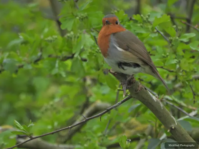A robin perches on a branch among fresh green leaves, its orange breast standing out against the foliage.