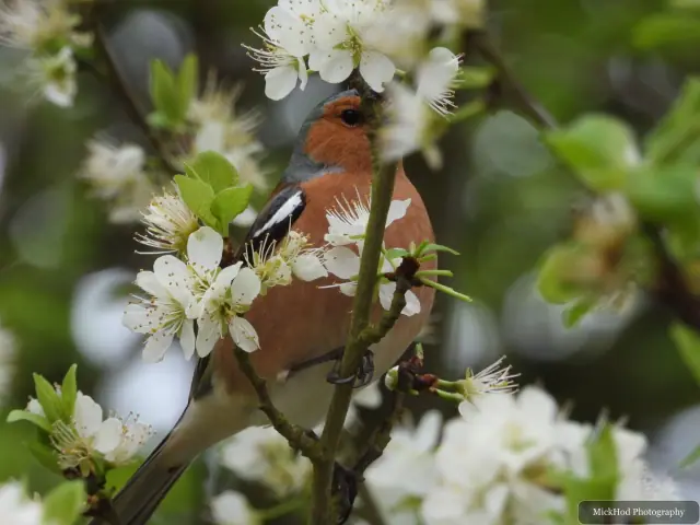A male chaffinch feeds among white spring blossom, showing its blue-grey crown and warm reddish plumage.
