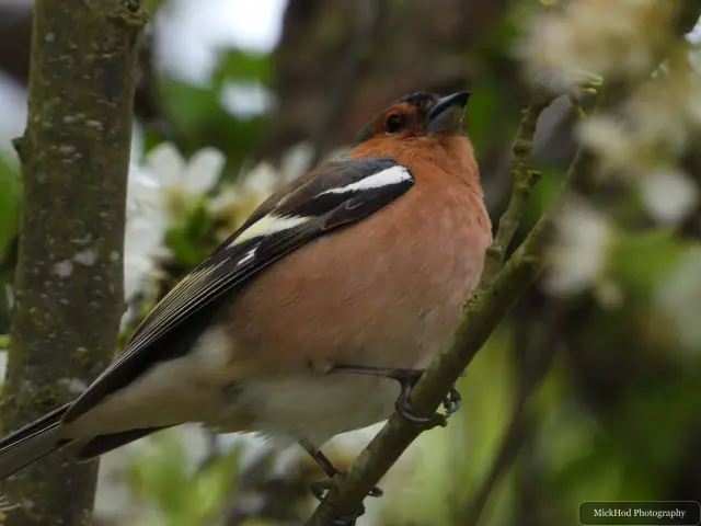 A male chaffinch pauses on a flowering branch, with its pale wing bars visible against the dark feathers.
