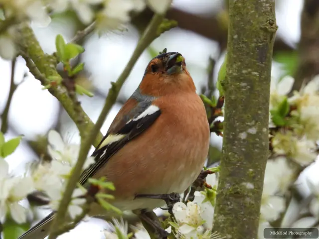 A male chaffinch holds a small morsel in its bill among the spring blossom.