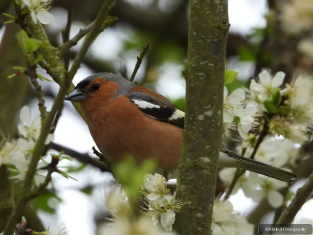 A male chaffinch turns among white blossoms and fresh leaves on a tree.