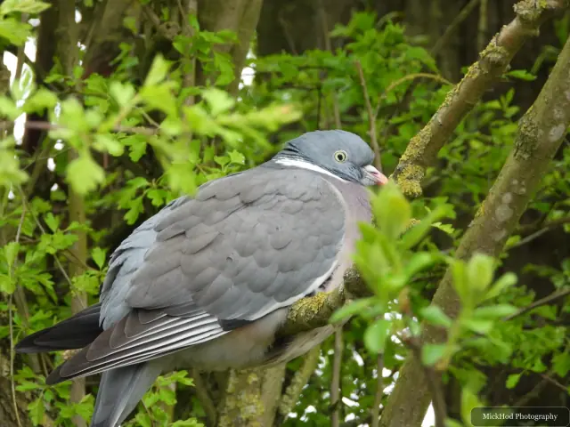A wood pigeon rests in a leafy tree, its grey plumage and pale neck patch visible among the branches.
