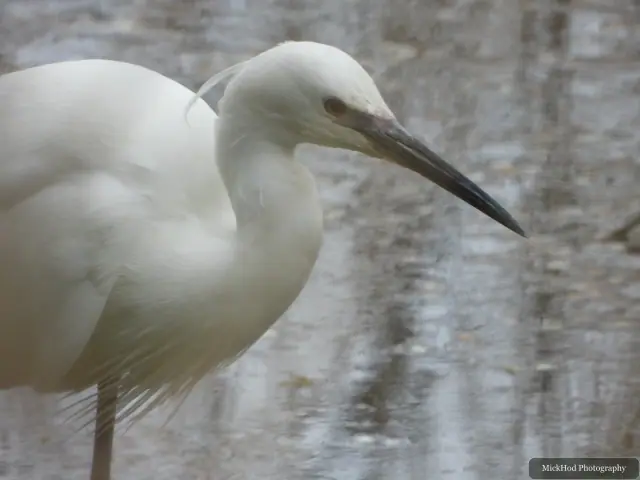 A little egret searches the shallow water, its white plumage reflected in the muted wetland colours.