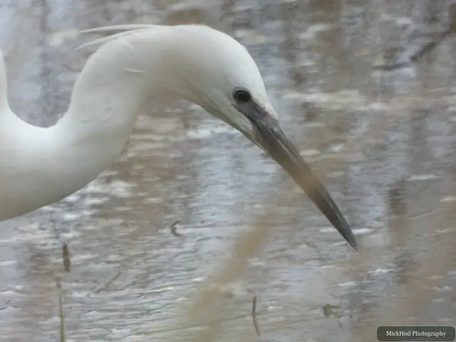 A close view of a little egret lowering its bill toward the water while feeding.