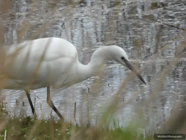 A little egret wades through shallow water, partly screened by reeds in the foreground.