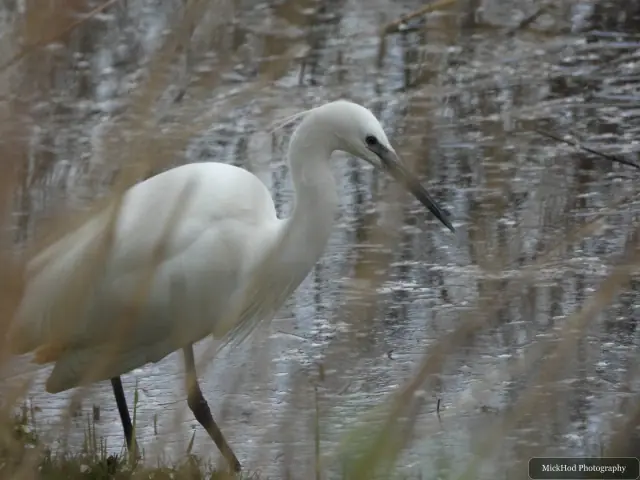 A little egret bends to forage in the shallows, with soft reflections behind it.