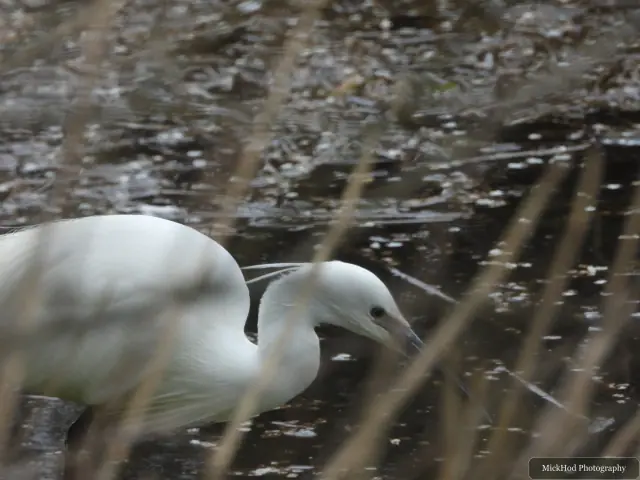 A little egret feeds among patches of floating vegetation in the water.