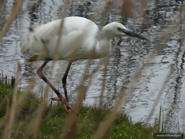 A little egret steps along the wetland edge, partly obscured by tall grass.