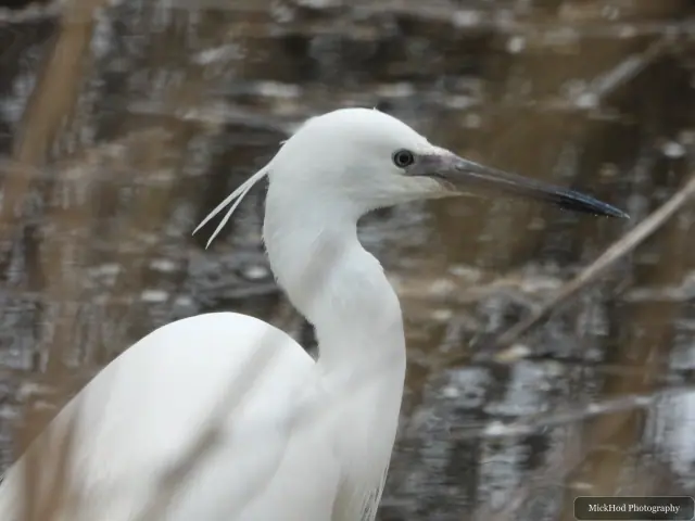 A close portrait of a little egret, showing its slender dark bill and fine plumes at the back of its head.