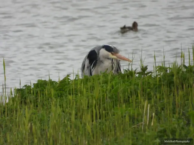 A grey heron waits among the reeds at the water's edge, its long bill level with the vegetation.