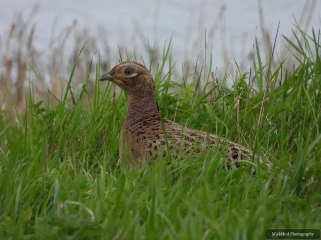 A female pheasant moves through long green grass, her mottled brown plumage blending into the cover.