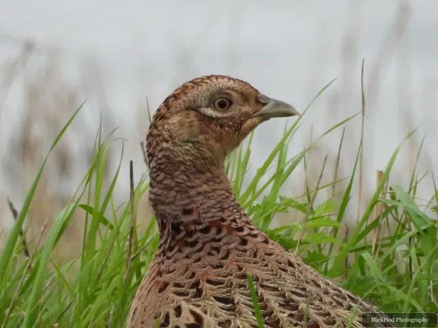 A close portrait of a female pheasant showing the fine patterning across her head and neck.