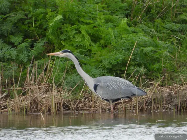 A grey heron stands in the shallows with green waterside foliage behind it.