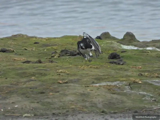 A pied wagtail forages across a low, rocky shoreline beside the water.