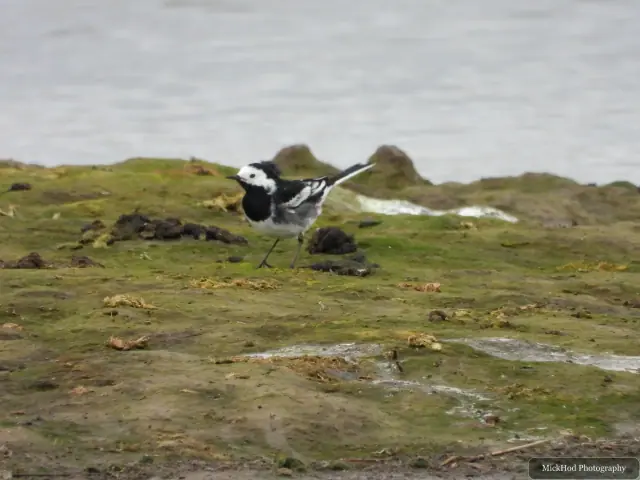 A pied wagtail pauses on the wet shoreline, its black-and-white plumage contrasting with the green ground.
