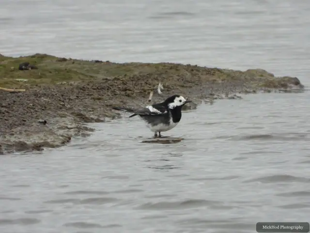 A pied wagtail stands at the water's edge with rippling water behind it.