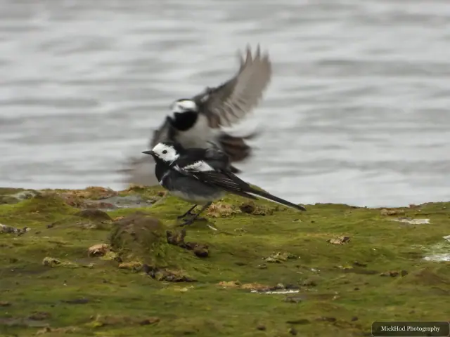 Two pied wagtails jostle on the shoreline, one raising its wings above the other.