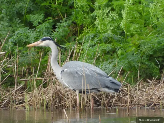 A grey heron stands among the reeds, reflected in the still water below.
