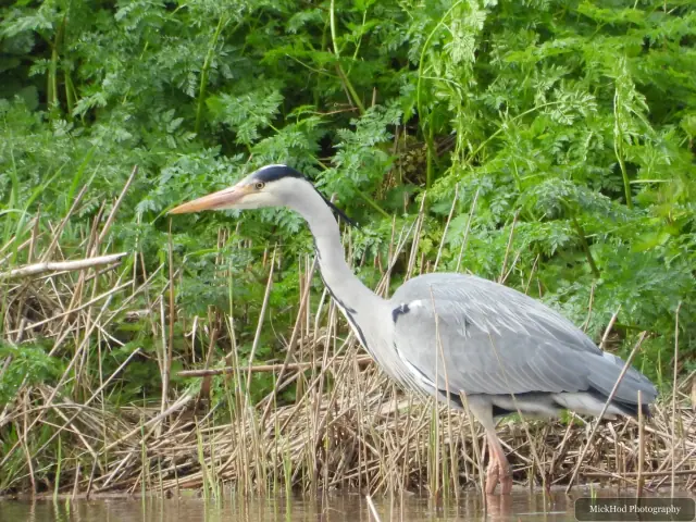 A grey heron holds a steady pose at the edge of the reed bed.