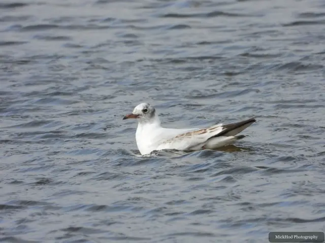 A black-headed gull in winter plumage floats across gently rippled water.