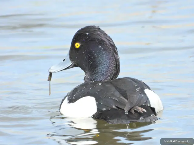 A male tufted duck swims with a strand of vegetation caught at the tip of its bill.