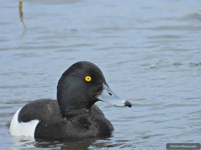 A close view of a male tufted duck, showing its yellow eye, pale bill and distinctive head tuft.