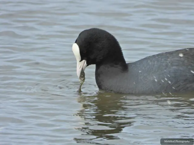 A coot lifts a strand of vegetation from the water with its white bill.