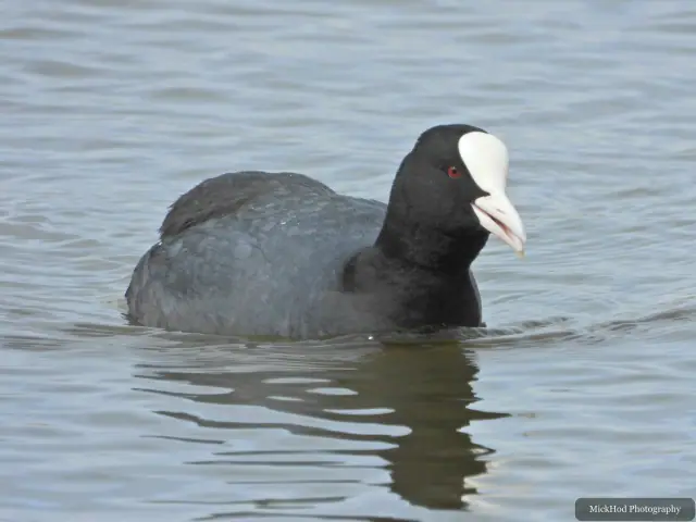 A coot swims across the water, its white bill and frontal shield clear against its dark plumage.
