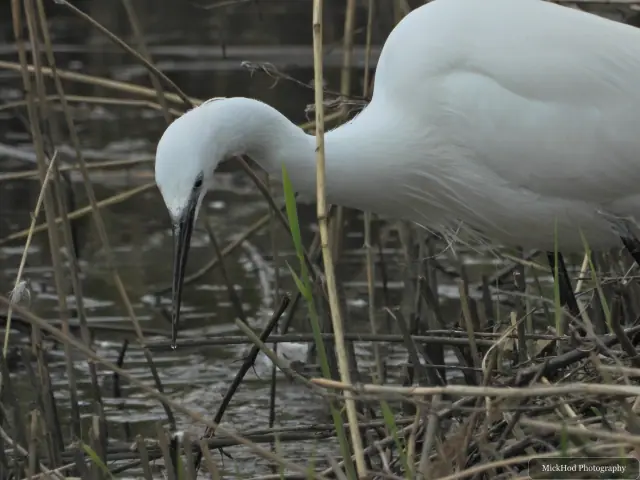 A little egret searches through the reeds with its bill lowered toward the water.