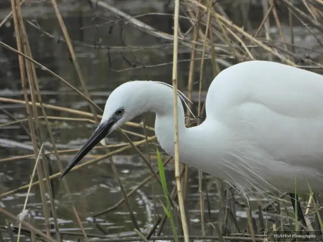 A little egret probes the shallow water between upright reeds.
