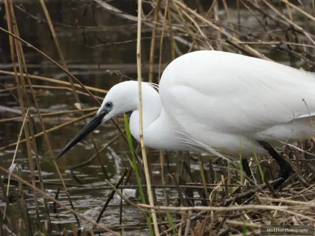 A little egret leans forward to forage in the reed-lined shallows.