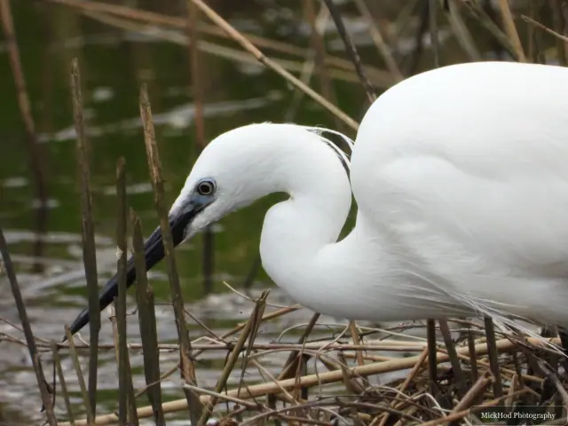 A little egret turns its head as it searches among the water plants.