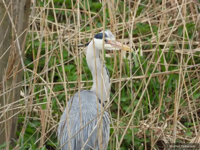 A grey heron stands upright among the reeds, its long neck and grey wings in clear view.