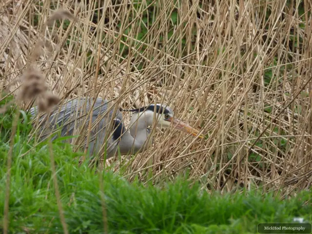 A grey heron moves low through a dense bed of reeds.