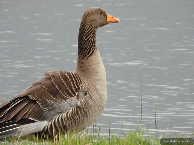 A greylag goose stands in shallow water, its orange-pink bill and barred brown feathers visible.