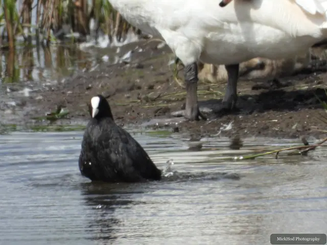 Photographed at Blacktoft Sands: Eurasian Coot.