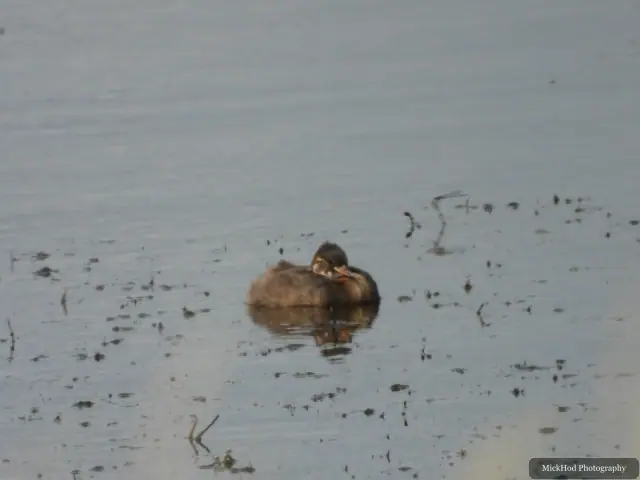Little Grebe at Blacktoft Sands.