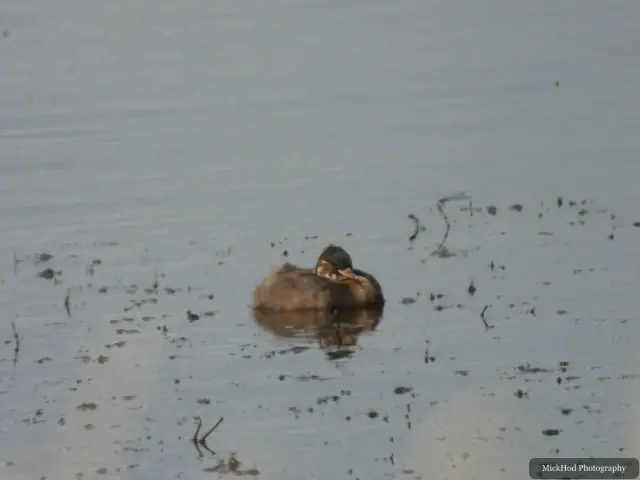 Photographed at Blacktoft Sands: Little Grebe.