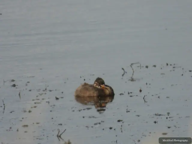 Little Grebe, seen at Blacktoft Sands.
