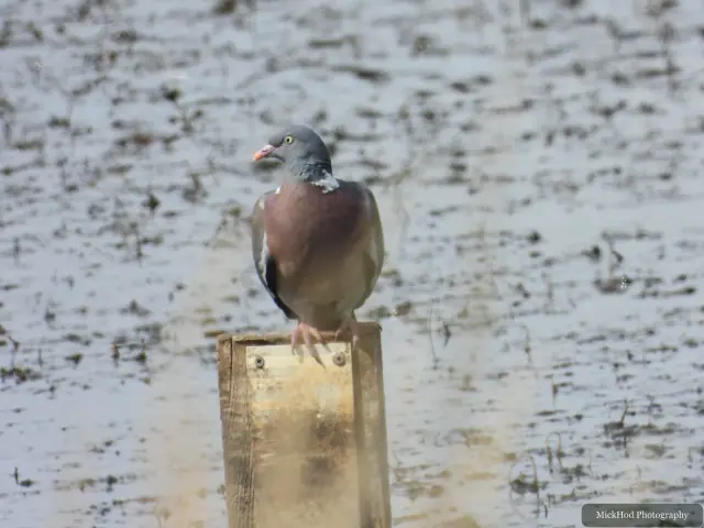 Wood Pigeon at Blacktoft Sands.