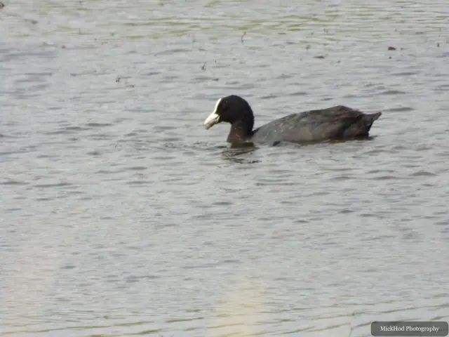 At Blacktoft Sands: Eurasian Coot.