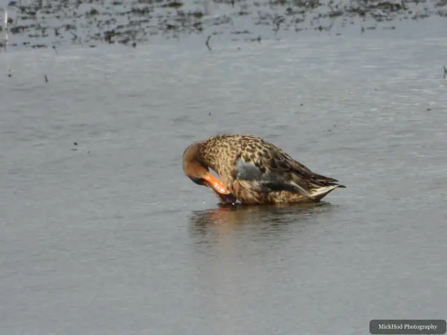 A Northern Shoveler photographed at Blacktoft Sands.