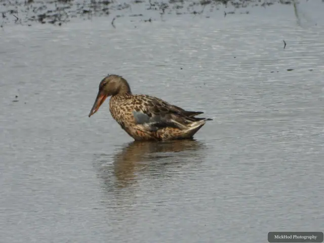 A Northern Shoveler photographed at Blacktoft Sands.