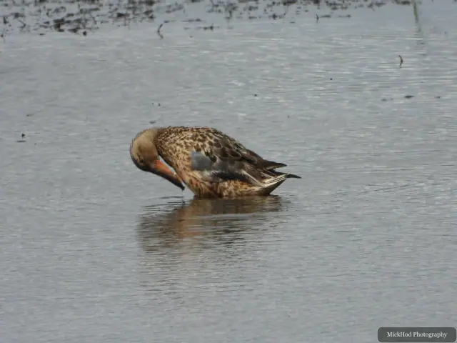 A Northern Shoveler photographed at Blacktoft Sands.