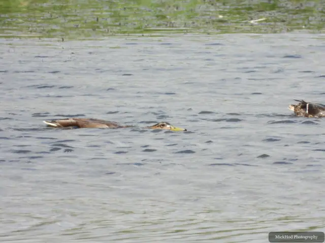 Northern Shoveler at Blacktoft Sands.