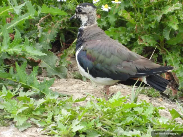 Photographed at Blacktoft Sands: Northern Lapwing.