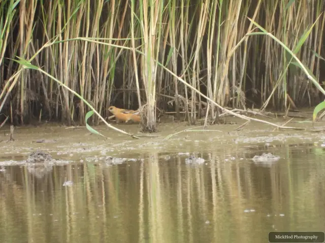 Bearded Tits among the reeds at Blacktoft Sands.
